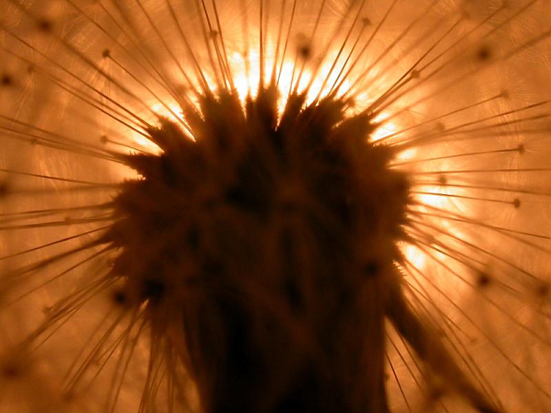 Dandelion Clock 2.jpg